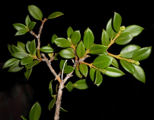 Buxus rheedioides (Buxus rheedioides)