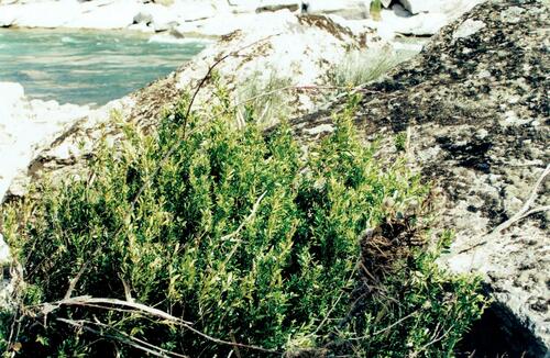 Common box (Buxus sempervirens)