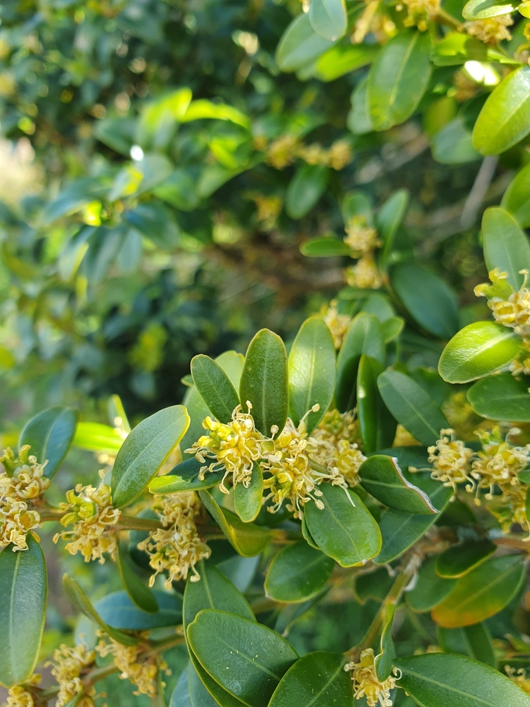 Common box (Buxus sempervirens)