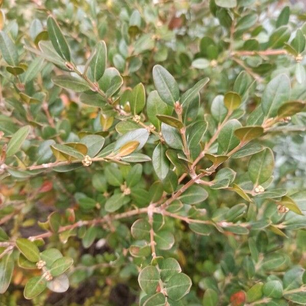 Common box (Buxus sempervirens)