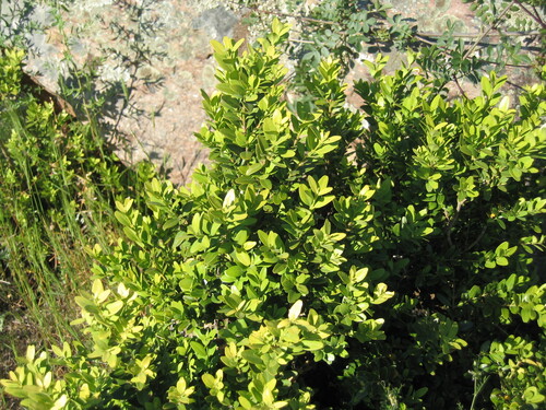 Common box (Buxus sempervirens)