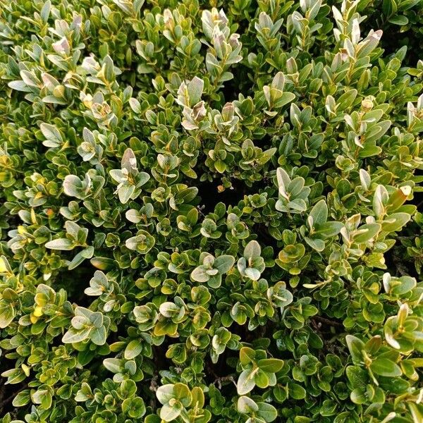 Common box (Buxus sempervirens)