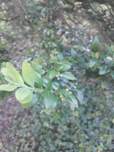 Common box (Buxus sempervirens)
