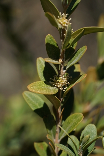 Common box (Buxus sempervirens)