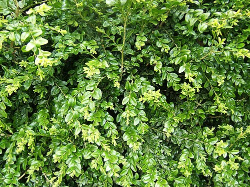 Common box: Buxus sempervirens