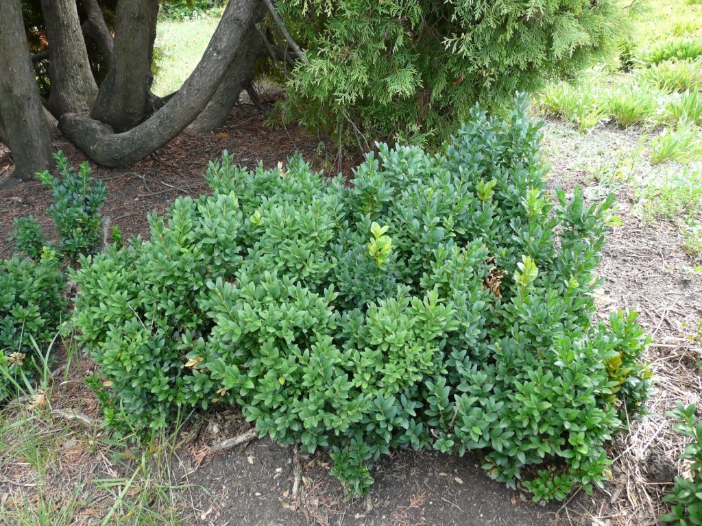 Common box: Buxus sempervirens