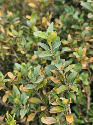 Common box (Buxus sempervirens)