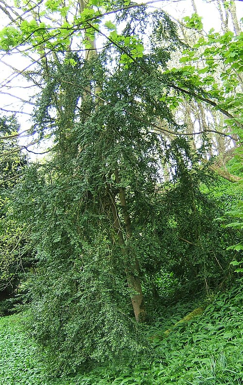Common box: Buxus sempervirens , old cultivated specimen with natural shape, Allenbanks, Northumberland, UK; 04 May 2006