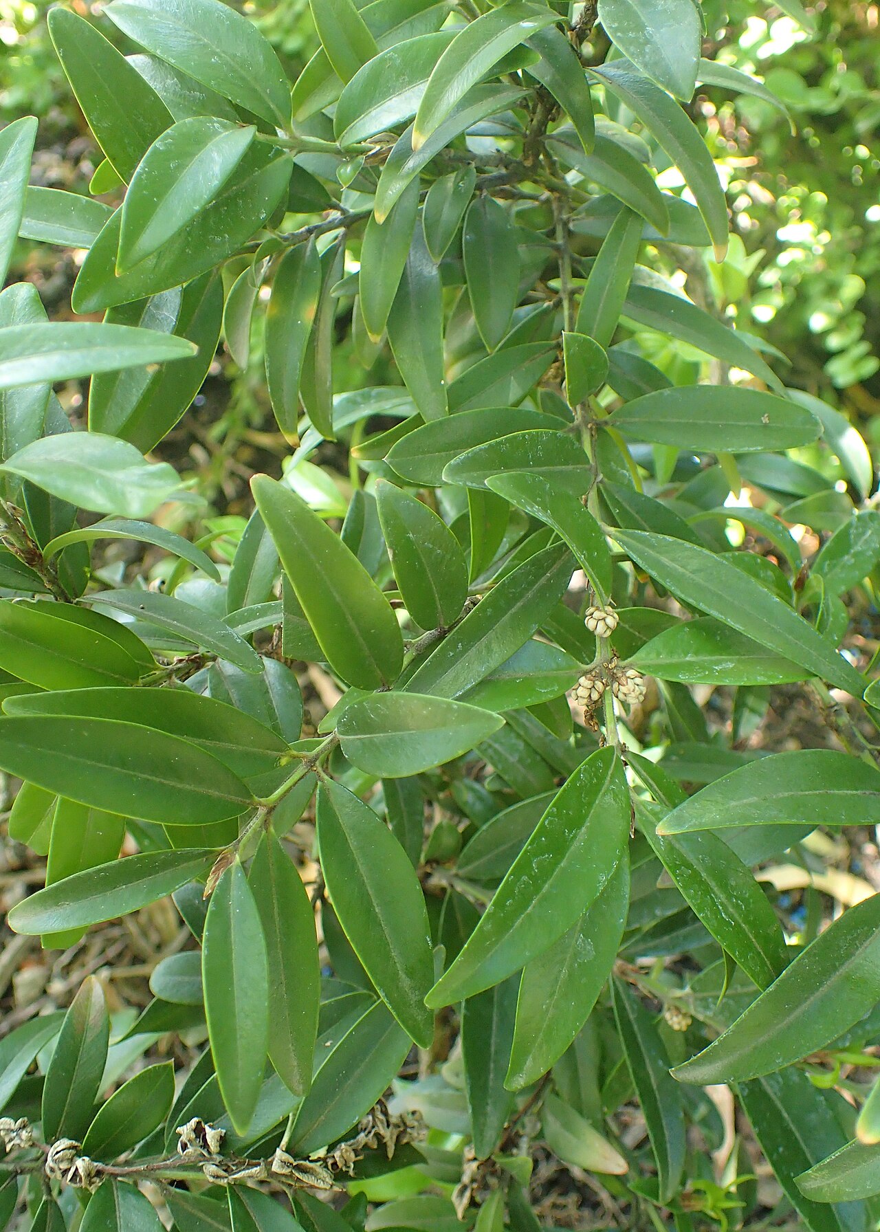 Himalayan box tree: Buxus wallichiana in Wrocław University Botanical Garden