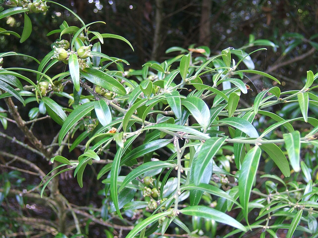 Himalayan box tree: Buxus wallichiana foliage and seed capsules. Cultivated, UK.