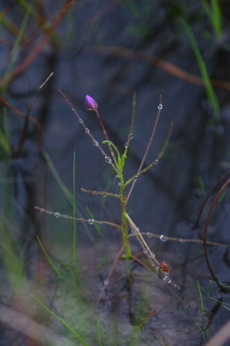 Byblis aquatica (Byblis aquatica)