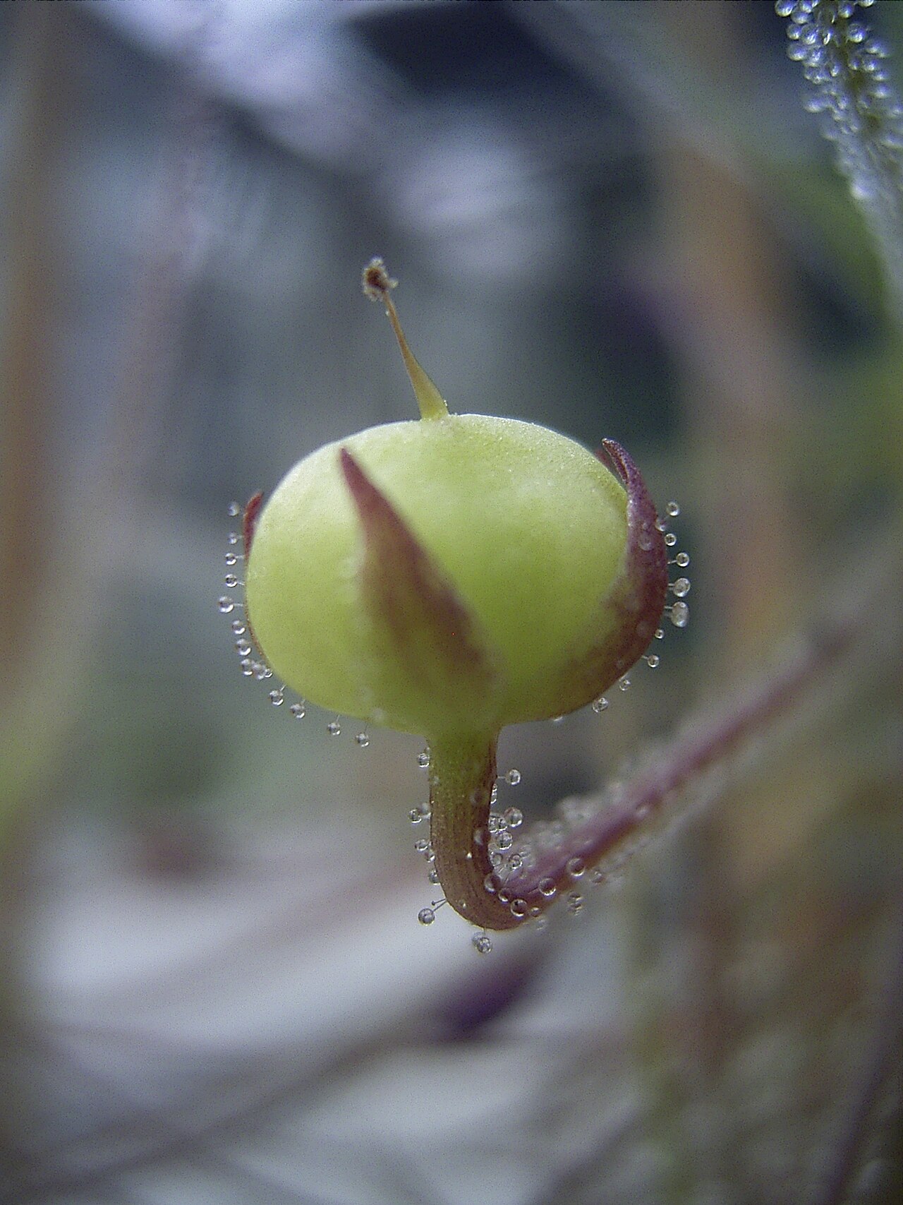 Byblis aquatica: Byblis aquatica capsula