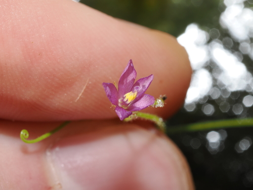 Byblis aquatica (Byblis aquatica)