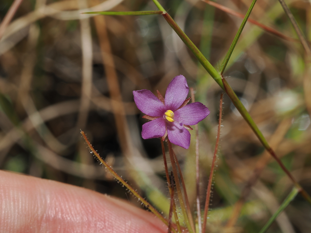 Byblis aquatica (Byblis aquatica)