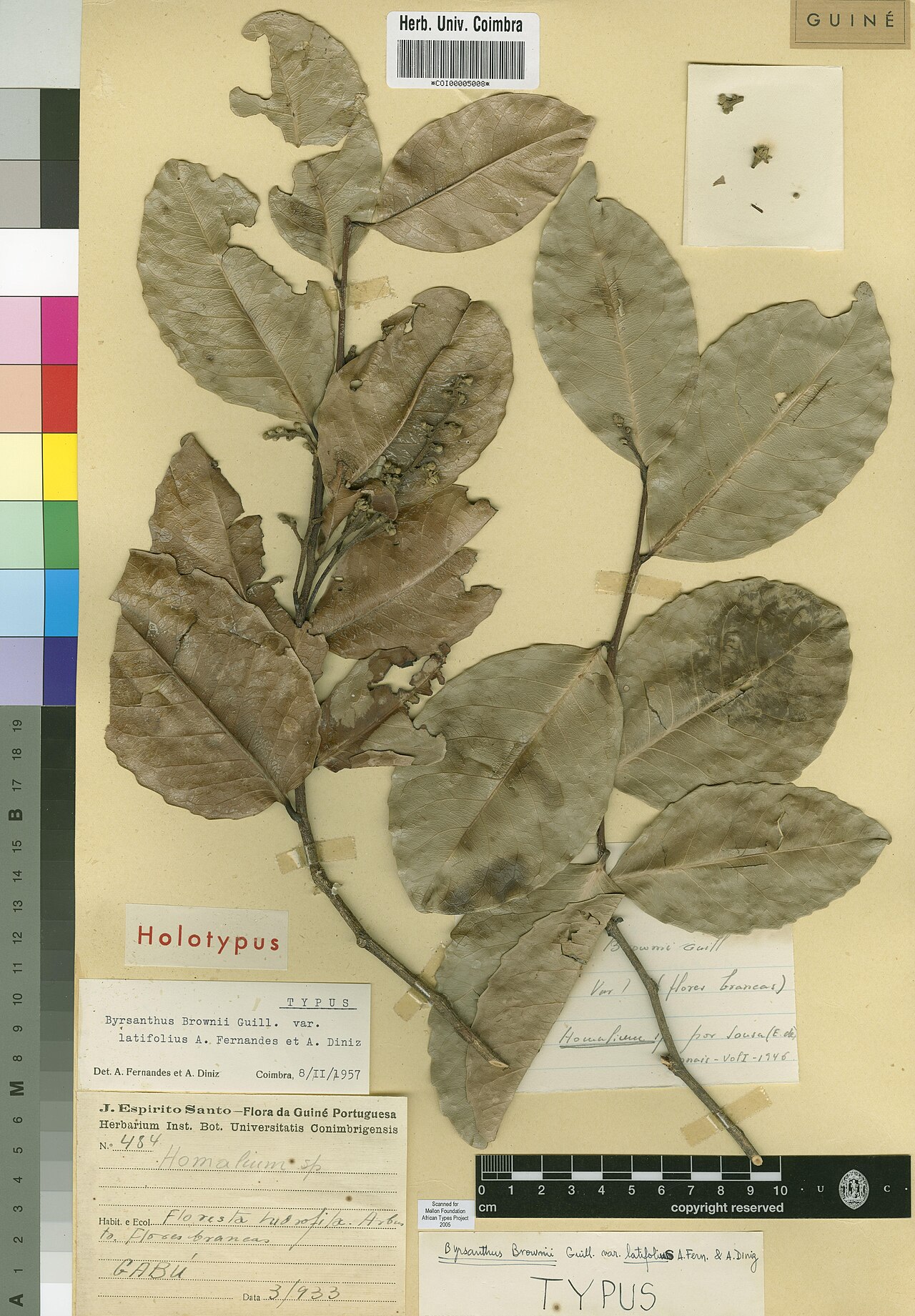 Byrsanthus brownii: Photograph of Holotype of Byrsanthus brownii at Herbarium of the University of Coimbra, Portugal (COI). Specimen COI00005008. http://coicatalogue.uc.pt/specimen