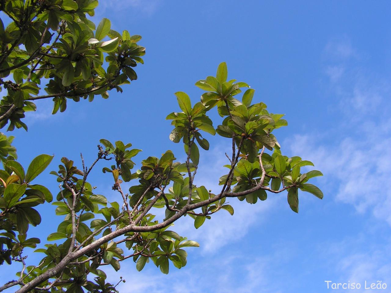 Byrsonima verbascifolia: Malpighiaceae – Byrsonima verbascifolia (L.) DC. – murici-de-tabuleiro – árvore – Santa Rita – Paraíba – Brasil
