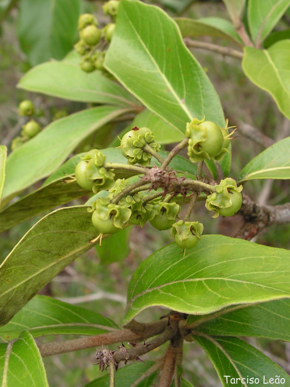 Byrsonima verbascifolia: Malpighiaceae – Byrsonima verbascifolia (L.) DC. – murici-de-tabuleiro – árvore – Santa Rita – Paraíba – Brasil