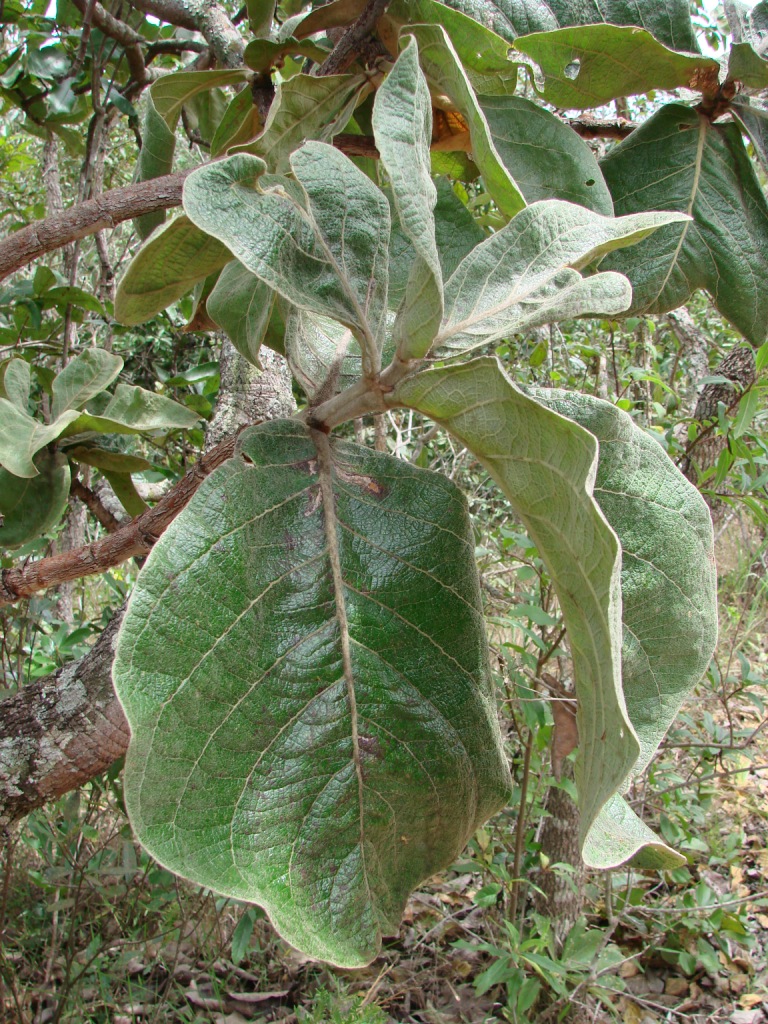Byrsonima verbascifolia: Byrsonima verbascifolia - MALPIGHIACEAE Jardim Botânico de Brasília - Distrito Federal - Brasil.