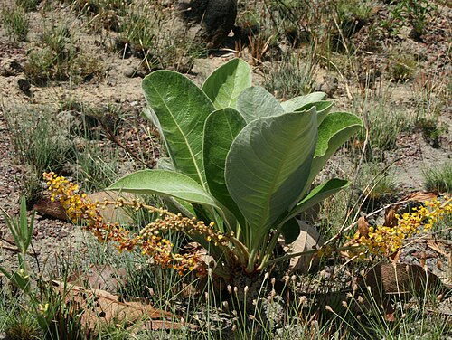 Byrsonima verbascifolia: Flowering Byrsonima verbascifolia on savanna near Cacuri, Venezuela