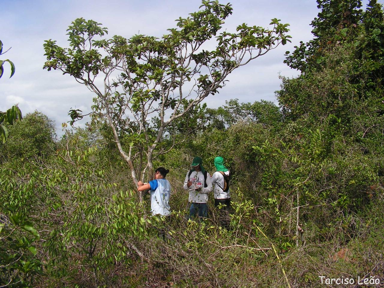 Byrsonima verbascifolia: Malpighiaceae – Byrsonima verbascifolia (L.) DC. – murici-de-tabuleiro – árvore – Santa Rita – Paraíba – Brasil
