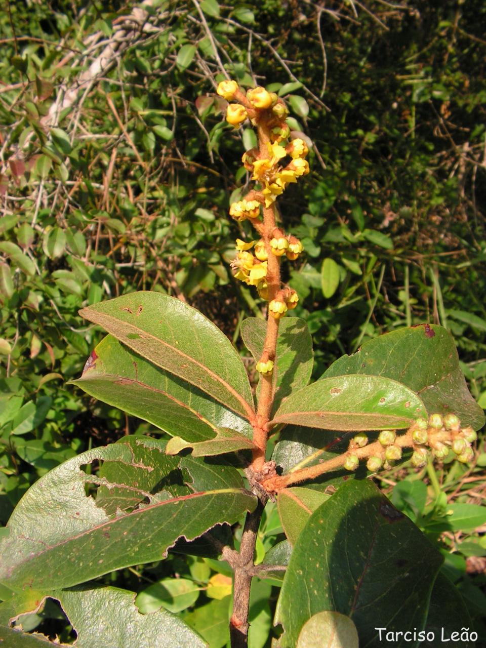 Byrsonima verbascifolia: Malpighiaceae – Byrsonima verbascifolia (L.) DC. – murici-de-tabuleiro – árvore – Santa Rita – Paraíba – Brasil