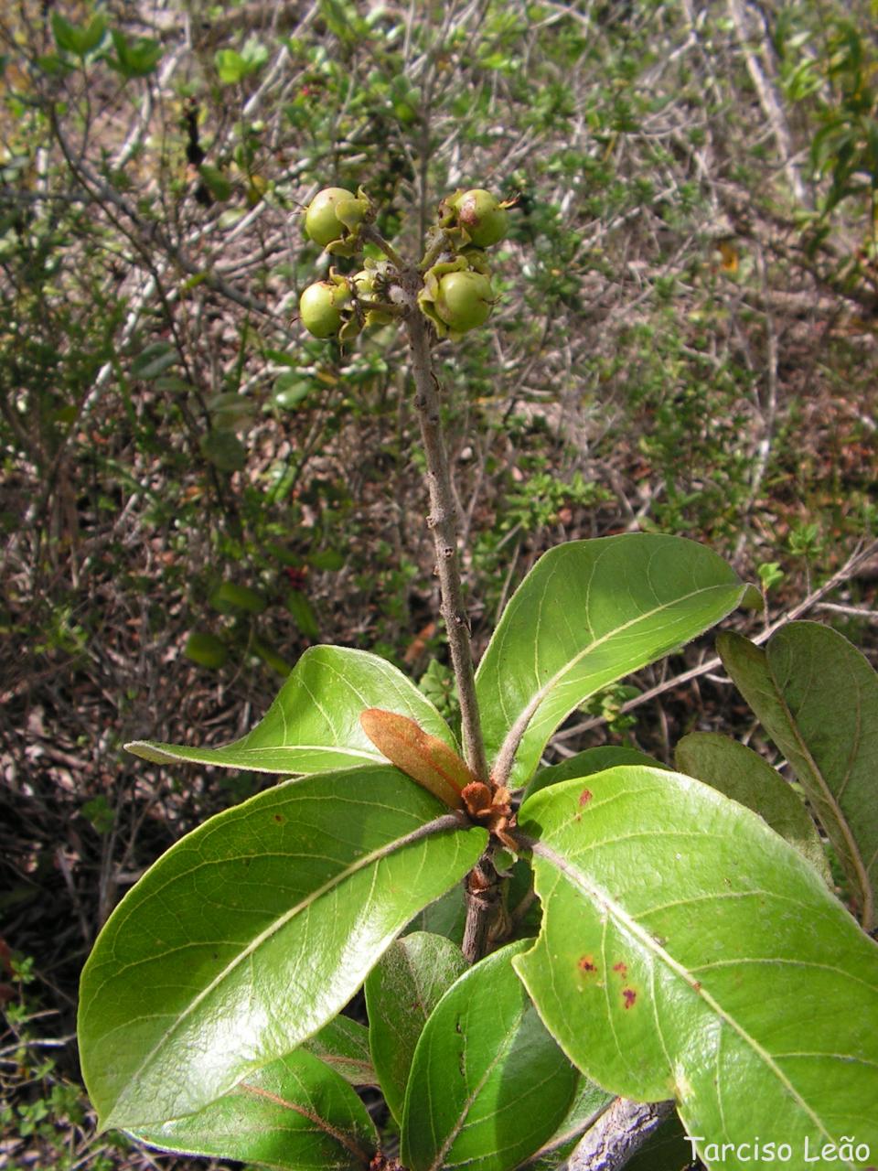 Byrsonima verbascifolia: Malpighiaceae – Byrsonima verbascifolia (L.) DC. – murici-de-tabuleiro – árvore – Santa Rita – Paraíba – Brasil