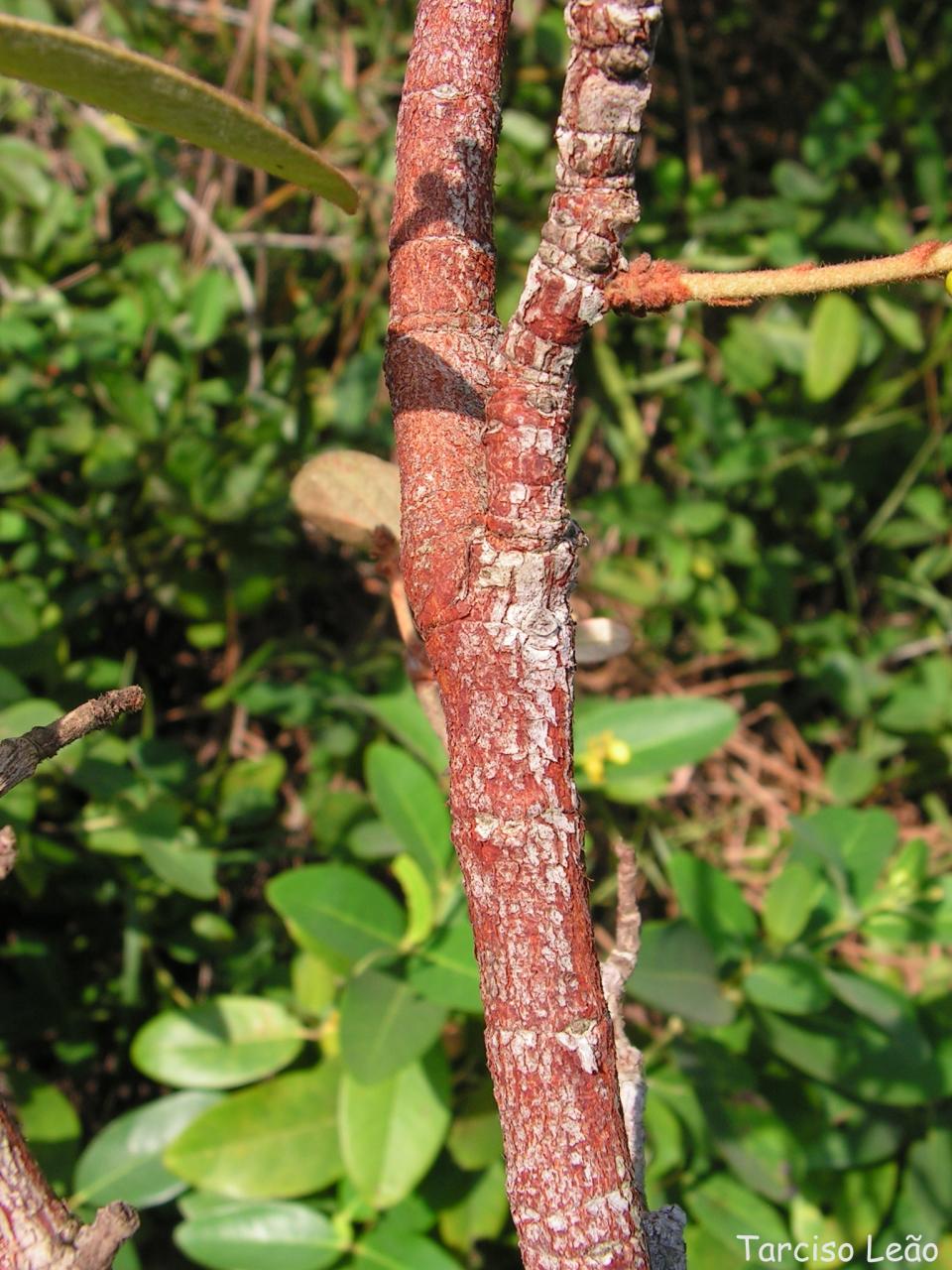 Byrsonima verbascifolia: Malpighiaceae – Byrsonima verbascifolia (L.) DC. – murici-de-tabuleiro – árvore – Santa Rita – Paraíba – Brasil