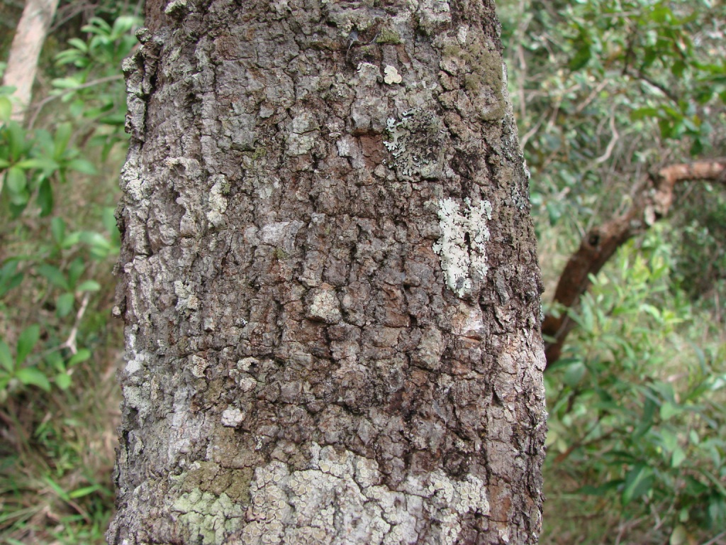 Byrsonima verbascifolia: Byrsonima verbascifolia - MALPIGHIACEAE Jardim Botânico de Brasília - Distrito Federal - Brasil.