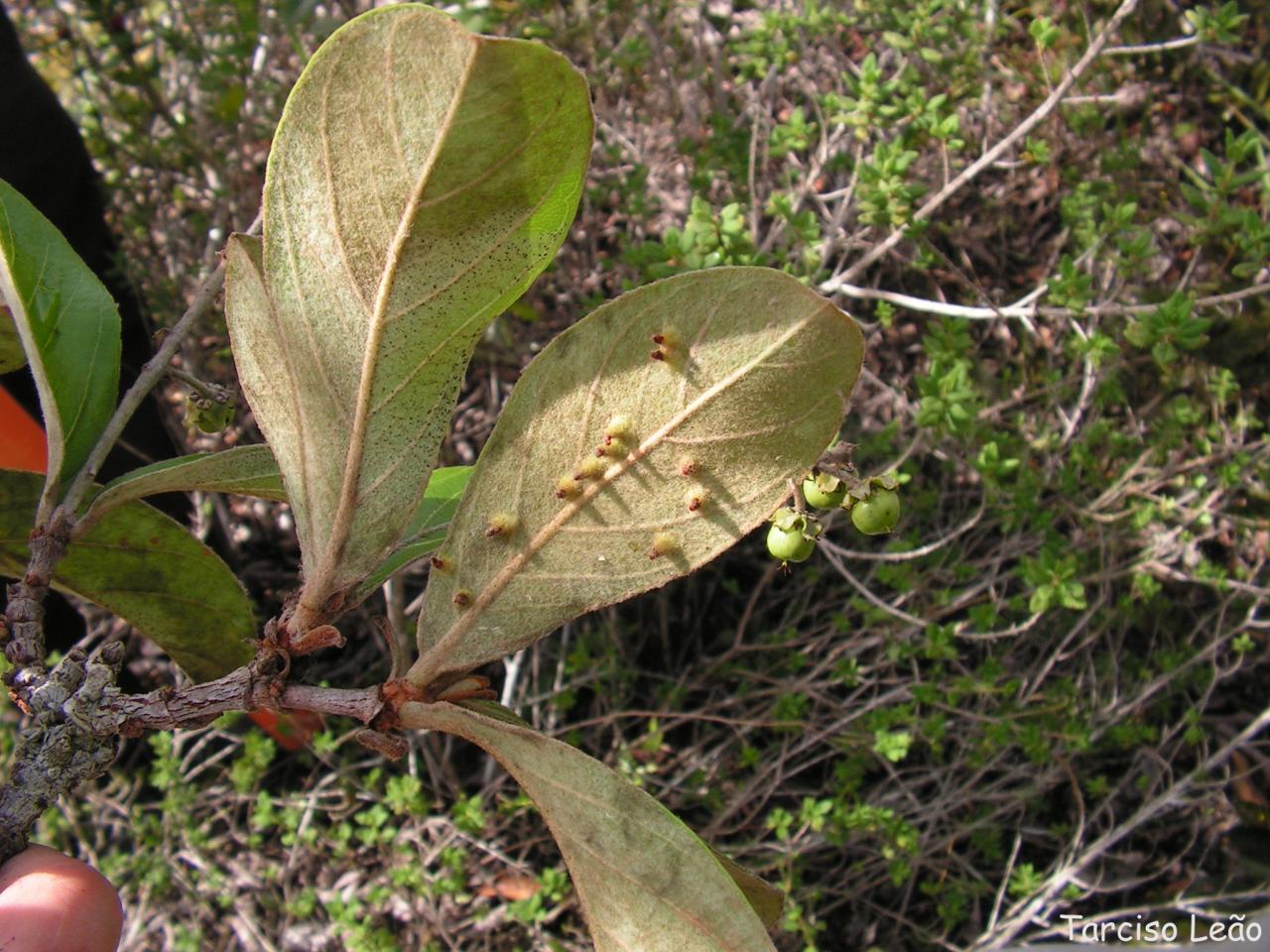 Byrsonima verbascifolia: Malpighiaceae – Byrsonima verbascifolia (L.) DC. – murici-de-tabuleiro – árvore – Santa Rita – Paraíba – Brasil