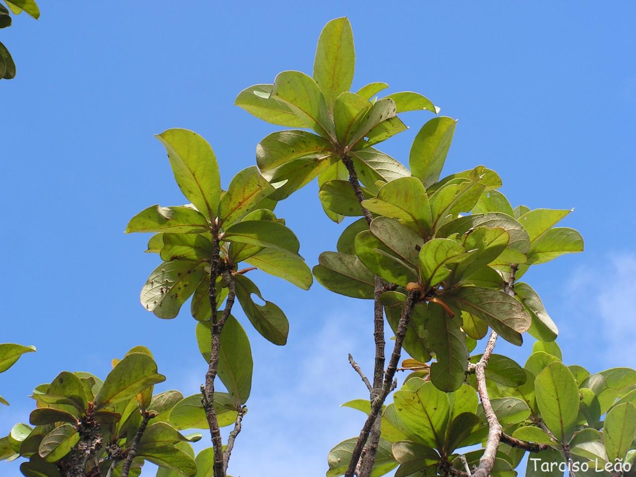 Byrsonima verbascifolia: Malpighiaceae – Byrsonima verbascifolia (L.) DC. – murici-de-tabuleiro – árvore – Santa Rita – Paraíba – Brasil