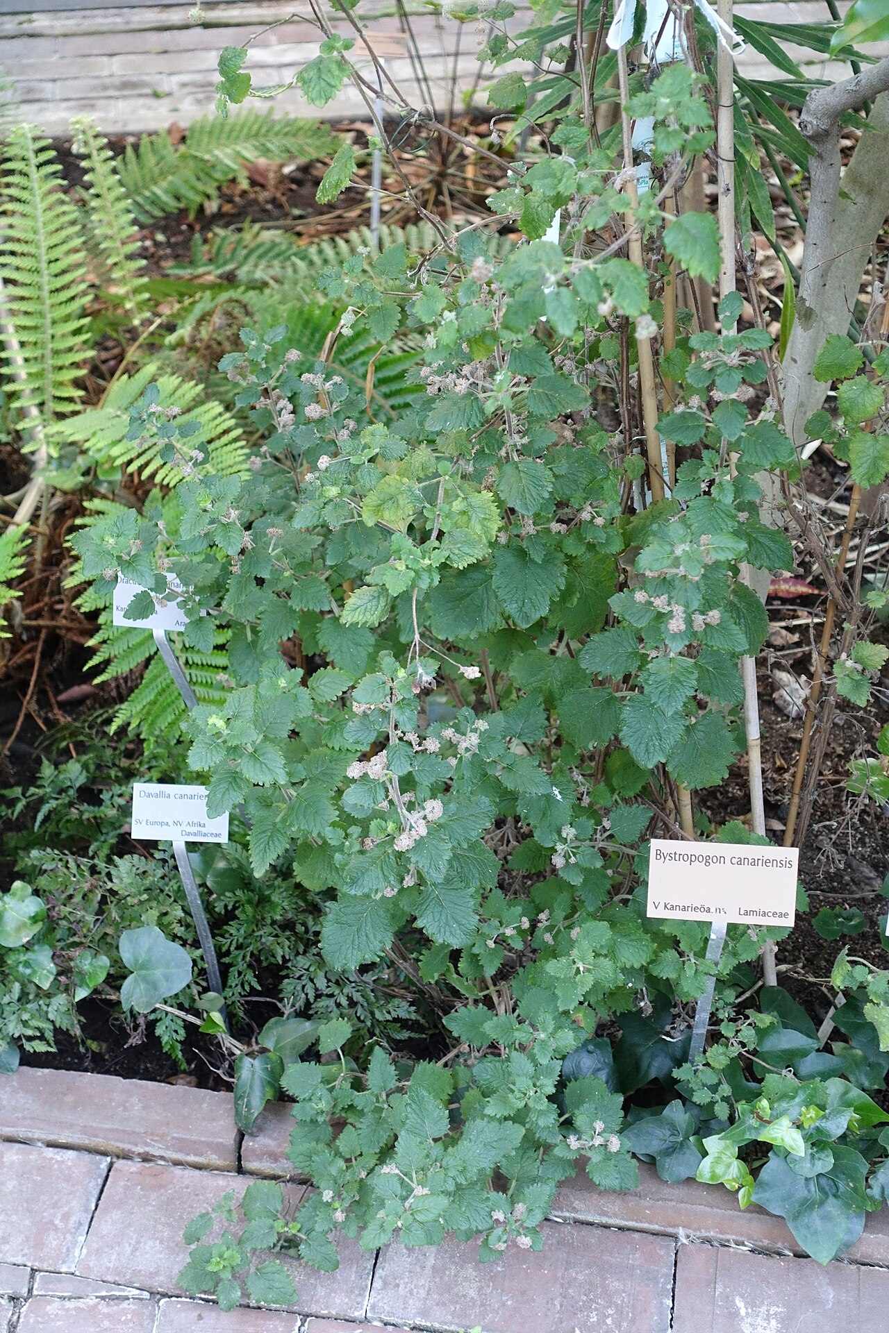 Bystropogon canariensis: Botanical specimen in the Bergianska trädgården - Stockholm, Sweden.