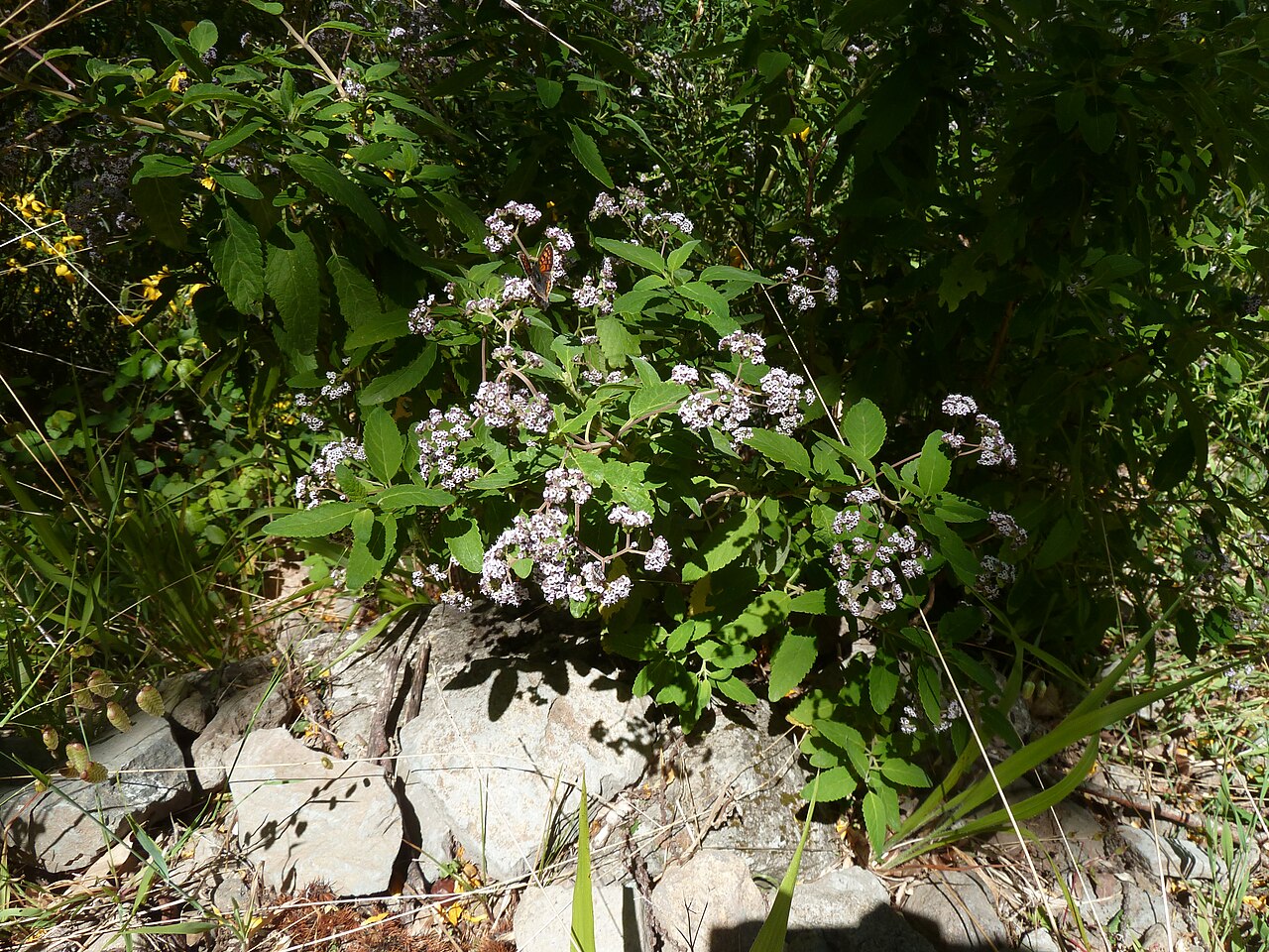 Bystropogon maderensis: Bystropogon maderensis , Ile de Madère