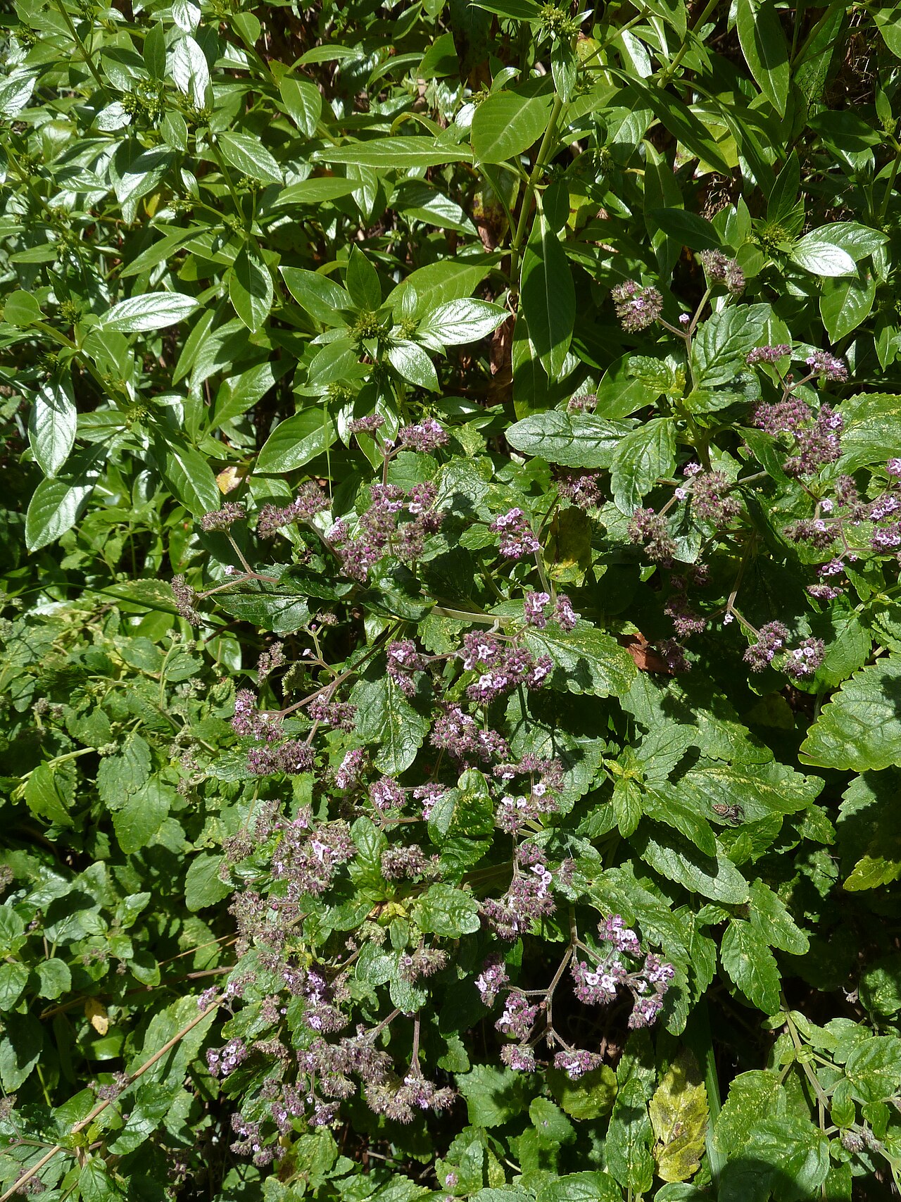 Bystropogon maderensis: Bystropogon maderensis , Ile de Madère