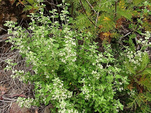 Bystropogon origanifolius: Bystropogon origanifolius , habit. W Tenerife, Teno mountains, valley of Santiago del Teide, SW of El Molledo, open shrubland, ca. 700 m.