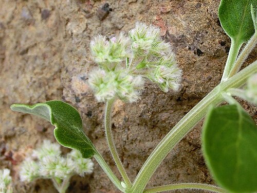 Bystropogon origanifolius: Bystropogon origanifolius , flowers. W Tenerife, Teno mountains, valley of Santiago del Teide, SW of El Molledo, open shrubland, ca. 700 m.