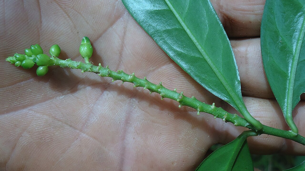 Caamembeca martinellii: Caamembeca sp., Polygalaceae, Atlantic forest, northeastern Bahia, Brazil