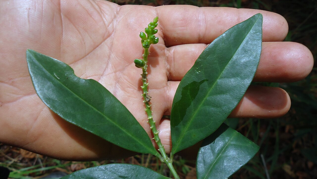 Caamembeca martinellii: Caamembeca sp., Polygalaceae, Atlantic forest, northeastern Bahia, Brazil
