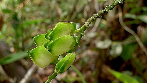 Caamembeca martinellii: Caamembeca martinellii (Marques & E.F.Guim.) J.F.B.Pastore
