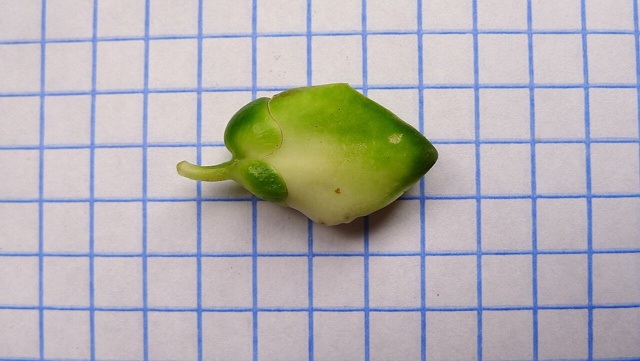 Caamembeca martinellii: Caamembeca martinellii (Marques & E.F.Guim.) J.F.B.Pastore