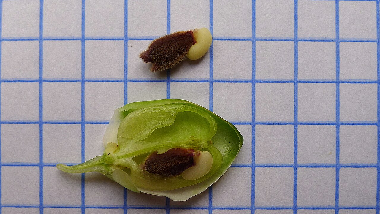 Caamembeca martinellii: Caamembeca martinellii (Marques & E.F.Guim.) J.F.B.Pastore