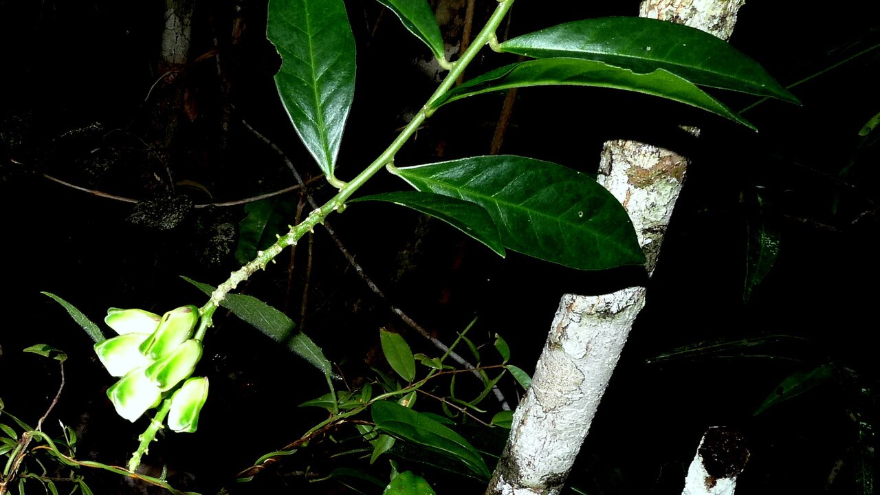 Caamembeca martinellii: Caamembeca martinellii (Marques & E.F.Guim.) J.F.B.Pastore