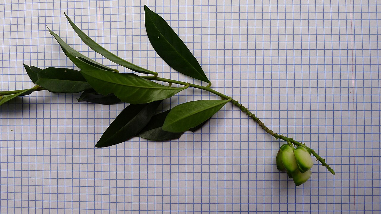 Caamembeca martinellii: Caamembeca martinellii (Marques & E.F.Guim.) J.F.B.Pastore
