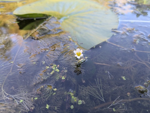 Carolina fanwort (Cabomba caroliniana)