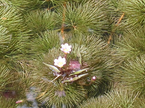 Carolina fanwort: Cabomba caroliniana, Algal Bloom - പായൽ, ചണ്ടി