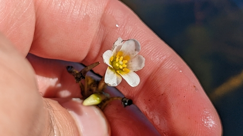 Carolina fanwort (Cabomba caroliniana)