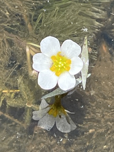 Carolina fanwort (Cabomba caroliniana)