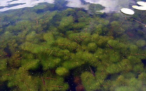 Carolina fanwort: Carolina fanwort - Cabomba caroliniana A. Gray - infestation - United States