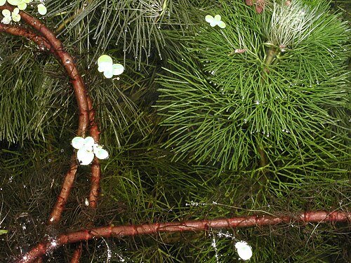 Carolina fanwort: Carolina fanwort - Cabomba caroliniana A. Gray