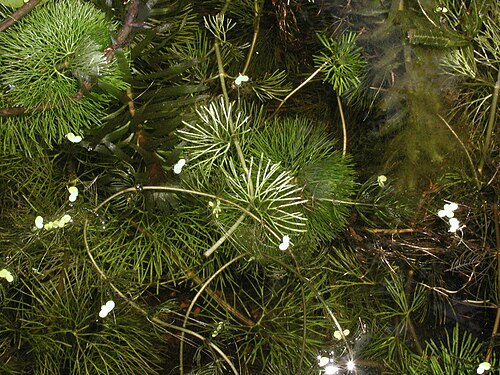 Carolina fanwort: Carolina fanwort - Cabomba caroliniana A. Gray - United States