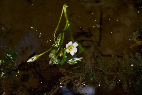 Carolina fanwort (Cabomba caroliniana)